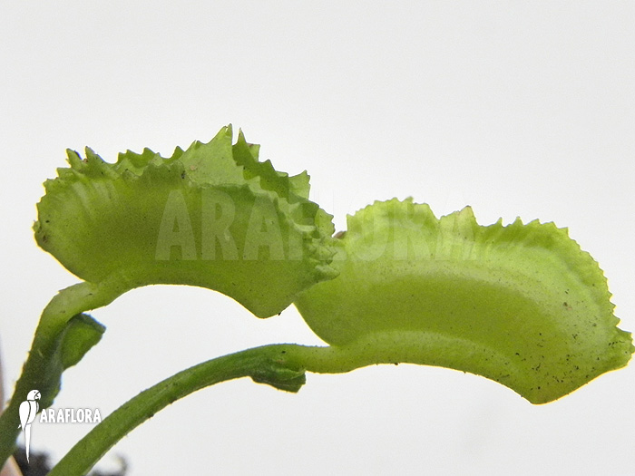 Dionaea muscipula &lsquo;Kinky Wave&rsquo;