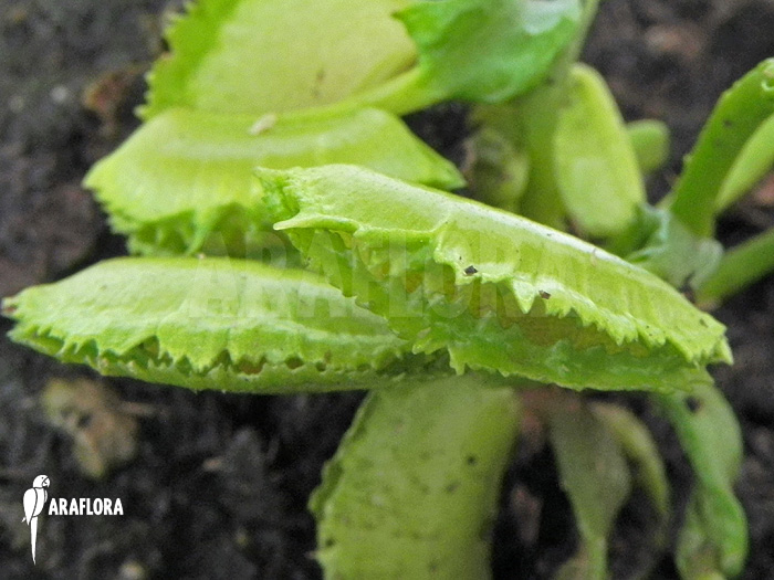 Dionaea muscipula &lsquo;Kinky Wave&rsquo;