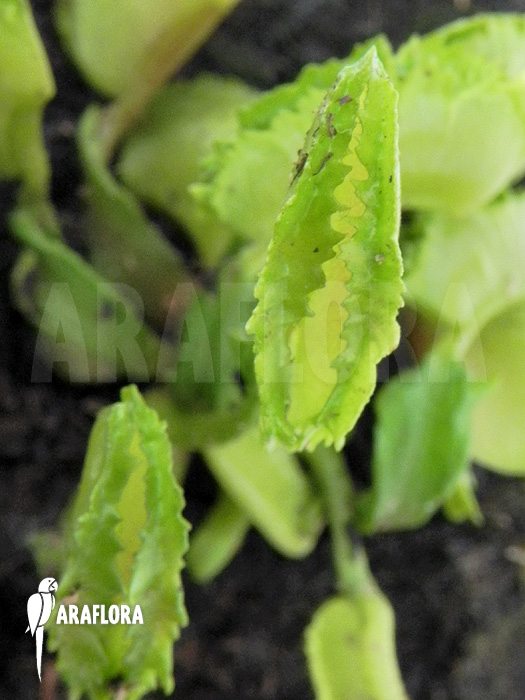 Dionaea muscipula &lsquo;Kinky Wave&rsquo;