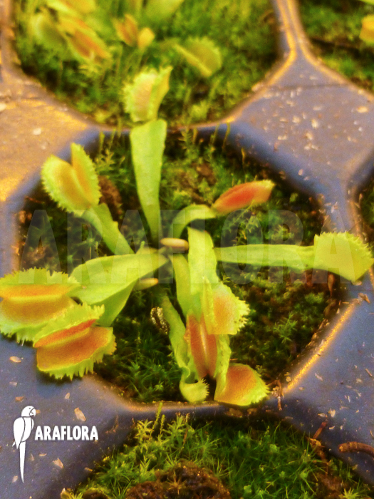Dionaea muscipula &lsquo;Kinky Wave&rsquo; &lsquo;Starter&rsquo;