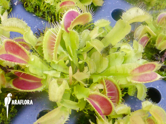 Dionaea muscipula &lsquo;Korrigans&rsquo;