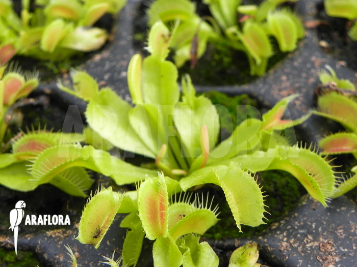 Dionaea muscipula &lsquo;Korrigans&rsquo; Starter