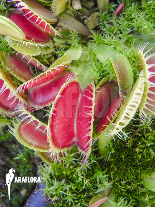 Dionaea muscipula &lsquo;Korrigans&rsquo; Starter