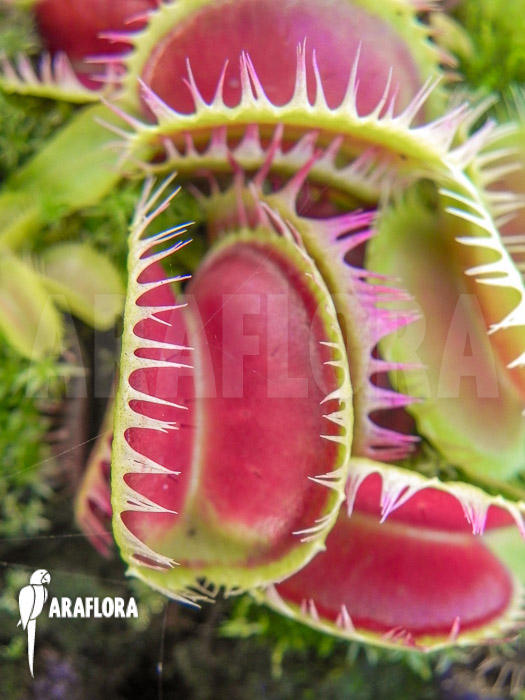 Dionaea muscipula &lsquo;Korrigans&rsquo; Starter
