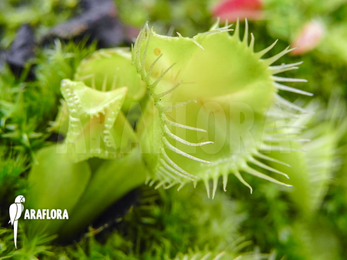 Dionaea muscipula Kubus trap Starter