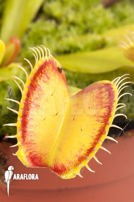Dionaea muscipula &lsquo;Linda&rsquo;
