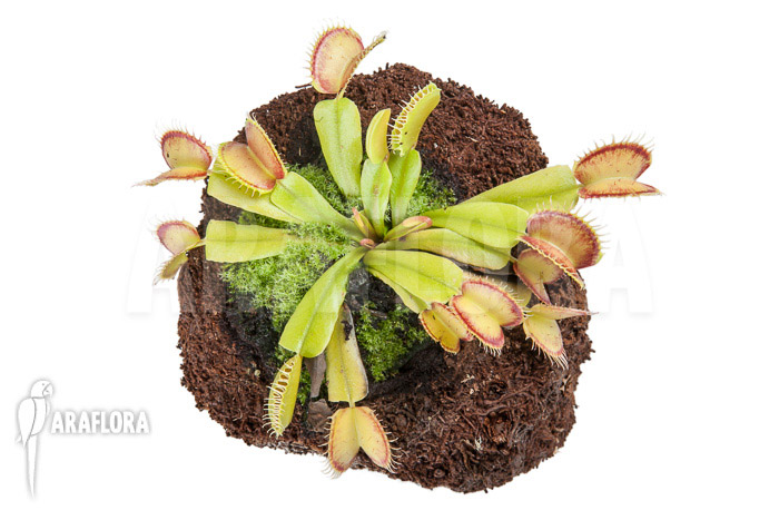 Dionaea muscipula &lsquo;Linda&rsquo;