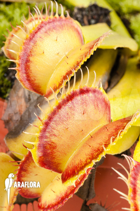 Dionaea muscipula &lsquo;Linda&rsquo;
