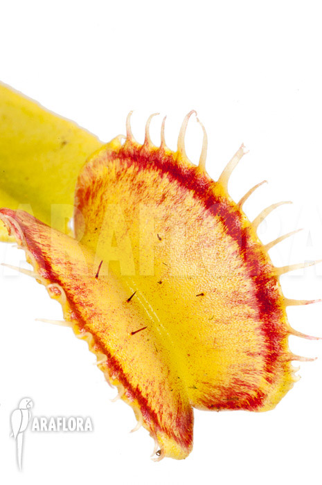 Dionaea muscipula &lsquo;Linda&rsquo;