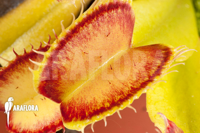 Dionaea muscipula &lsquo;Linda&rsquo;