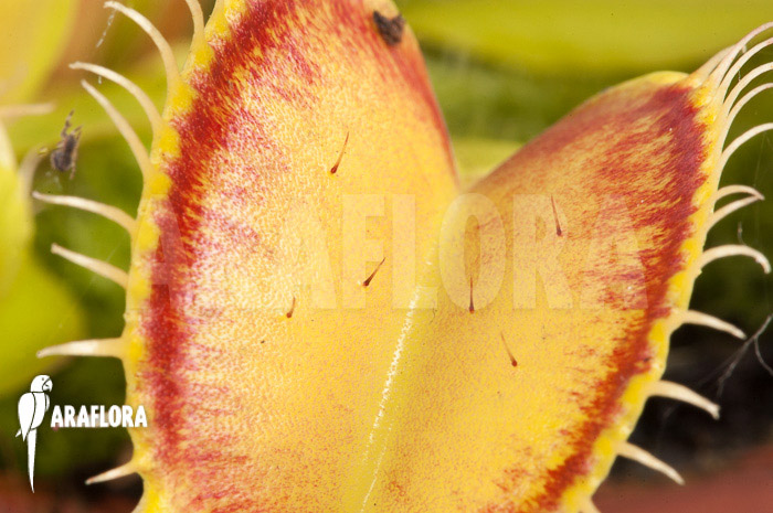 Dionaea muscipula &lsquo;Linda&rsquo;