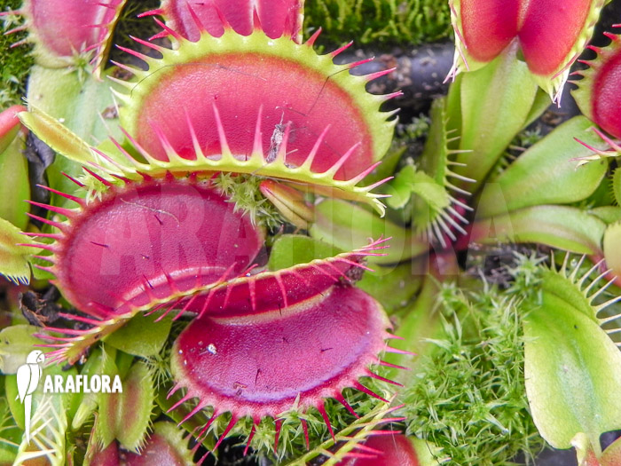 Dionaea muscipula &lsquo;Long petiolate&rsquo;