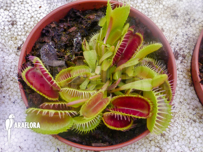 Dionaea muscipula &lsquo;Louchapates&rsquo;