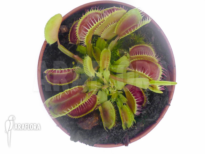 Dionaea muscipula &lsquo;Louchapates&rsquo;