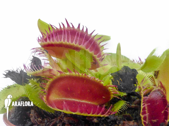 Dionaea muscipula &lsquo;Louchapates&rsquo;