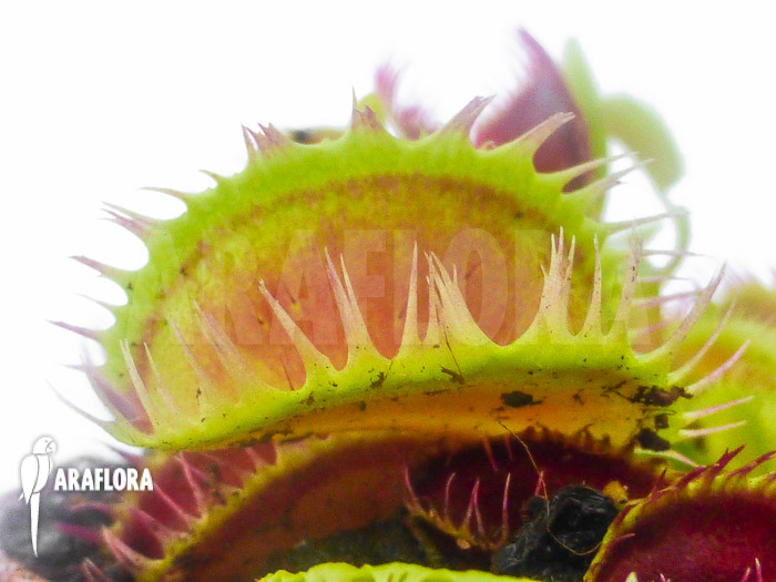 Dionaea muscipula &lsquo;Louchapates&rsquo;