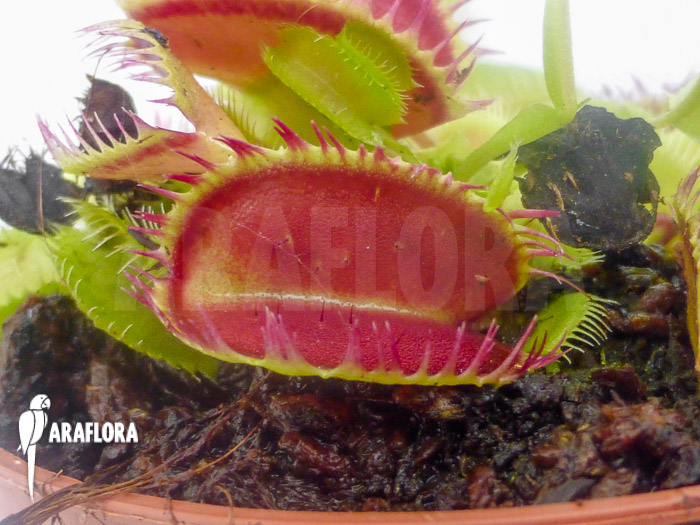 Dionaea muscipula &lsquo;Louchapates&rsquo;