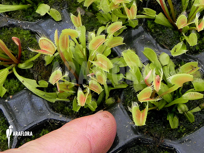 Dionaea muscipula &lsquo;Low giant&rsquo;