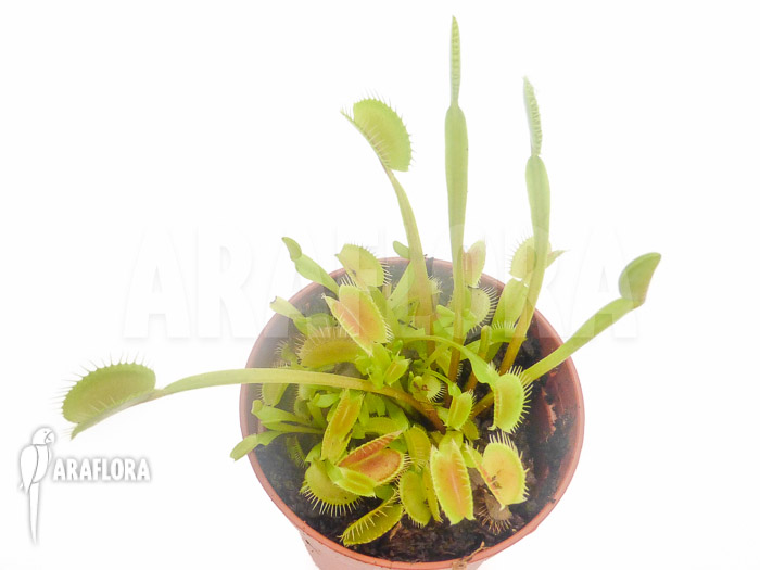 Dionaea muscipula &lsquo;Low giant&rsquo;
