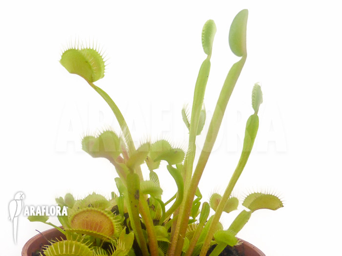 Dionaea muscipula &lsquo;Low giant&rsquo;