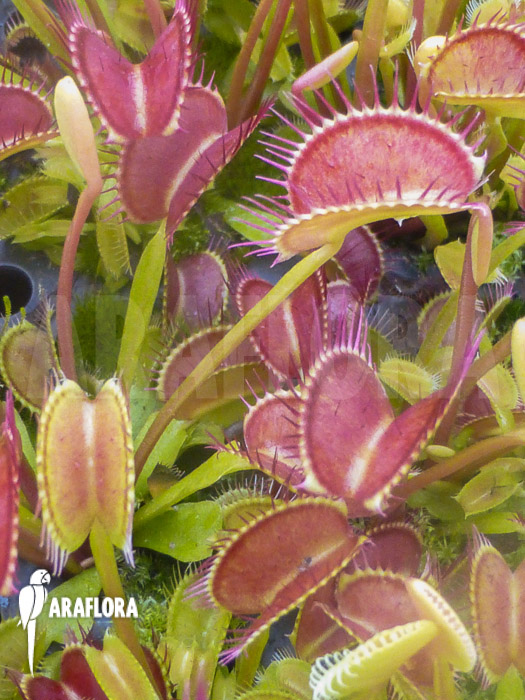 Dionaea muscipula &lsquo;Low giant&rsquo;