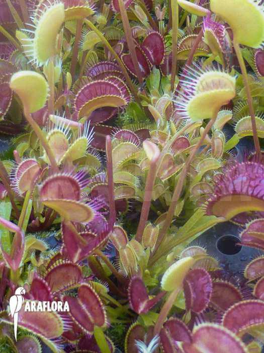 Dionaea muscipula &lsquo;Low giant&rsquo;