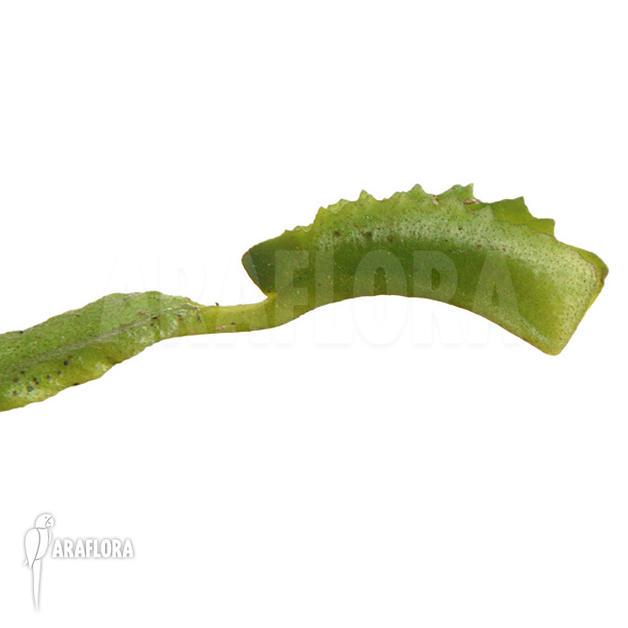 Dionaea muscipula &lsquo;Mars&rsquo;