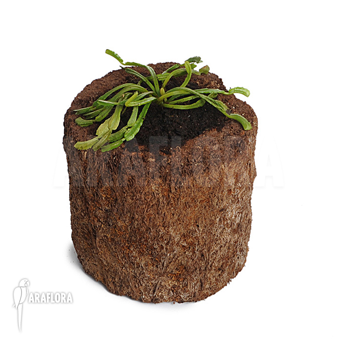 Dionaea muscipula &lsquo;Mars&rsquo;