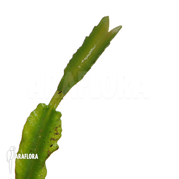 Dionaea muscipula &lsquo;Mars&rsquo;