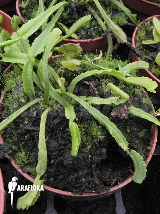 Dionaea muscipula &lsquo;Mars&rsquo;