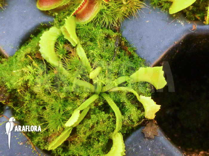 Dionaea muscipula &lsquo;Mars&rsquo; &lsquo;Starter&rsquo;