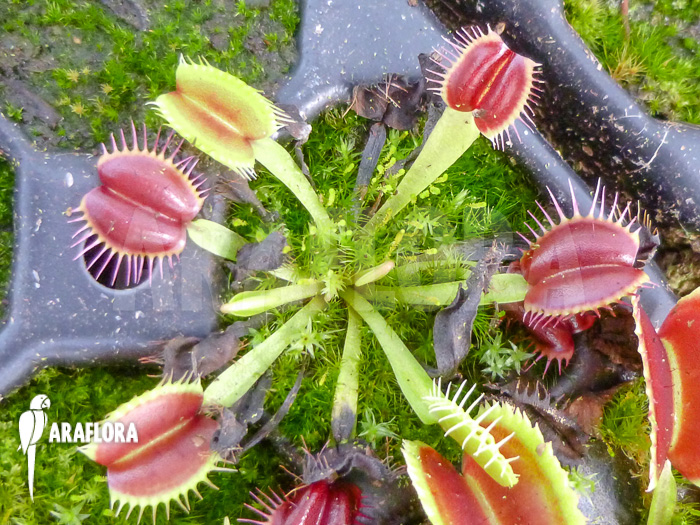 Dionaea muscipula Monkey