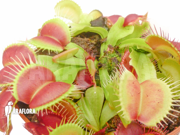 Dionaea muscipula Monkey King