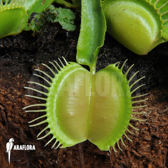 Dionaea muscipula &lsquo;Moon trap&rsquo;