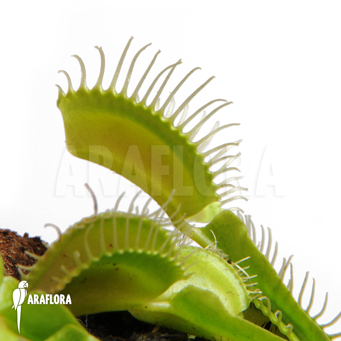 Dionaea muscipula &lsquo;Moon trap&rsquo;
