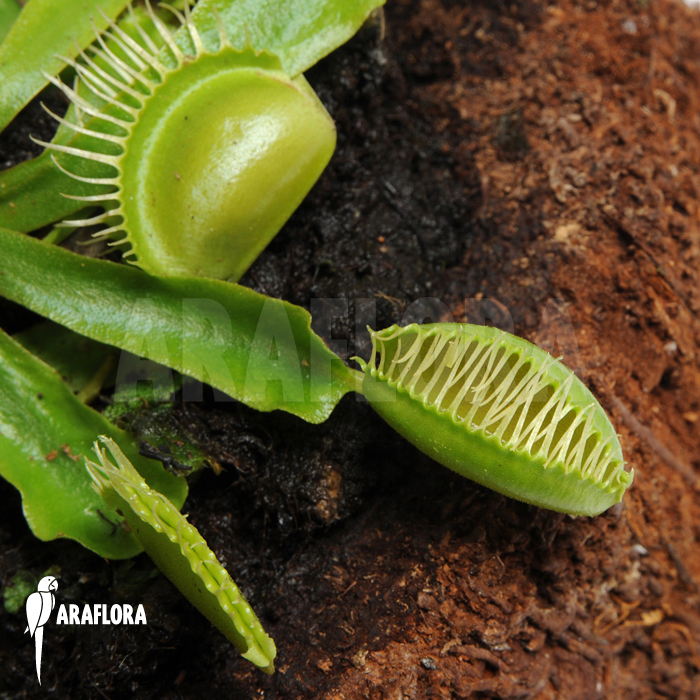 Dionaea muscipula &lsquo;Moon trap&rsquo;