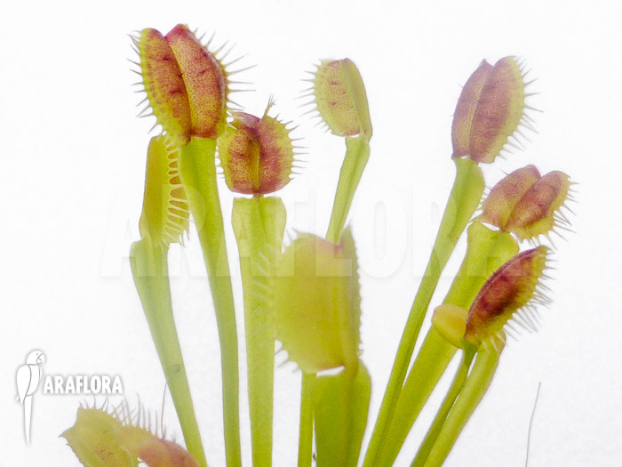 Dionaea muscipula &lsquo;New Monkey&rsquo;