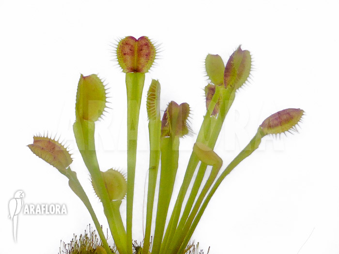 Dionaea muscipula &lsquo;New Monkey&rsquo;