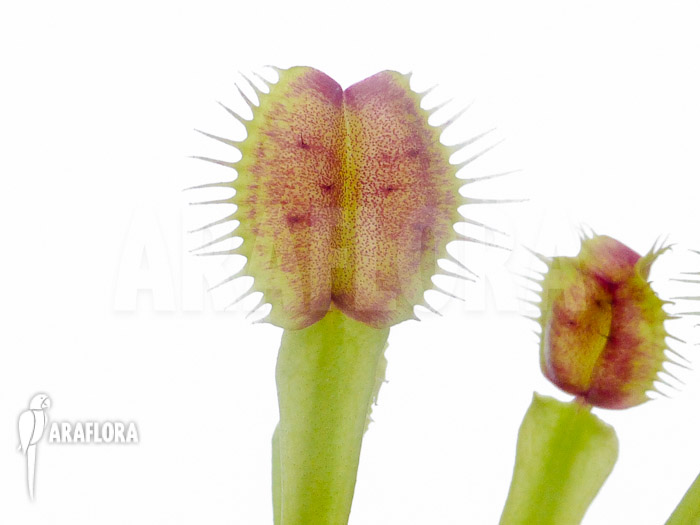Dionaea muscipula &lsquo;New Monkey&rsquo;