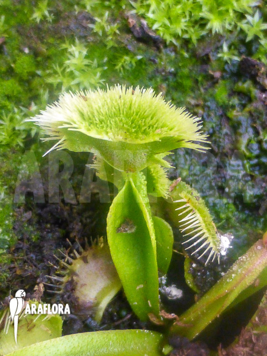 Dionaea muscipula &lsquo;New Pom Pom&rsquo;