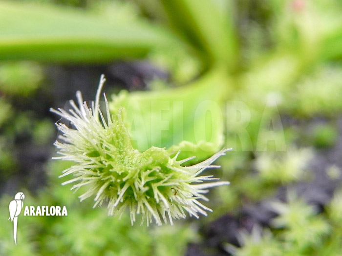 Dionaea muscipula &lsquo;New Pom Pom&rsquo;