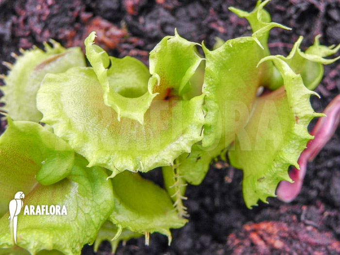 Dionaea muscipula &lsquo;Nicky&rsquo;