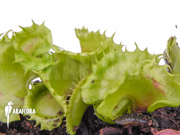 Dionaea muscipula &lsquo;Nicky&rsquo;