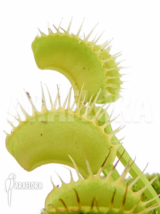 Dionaea muscipula &lsquo;No meat&rsquo;