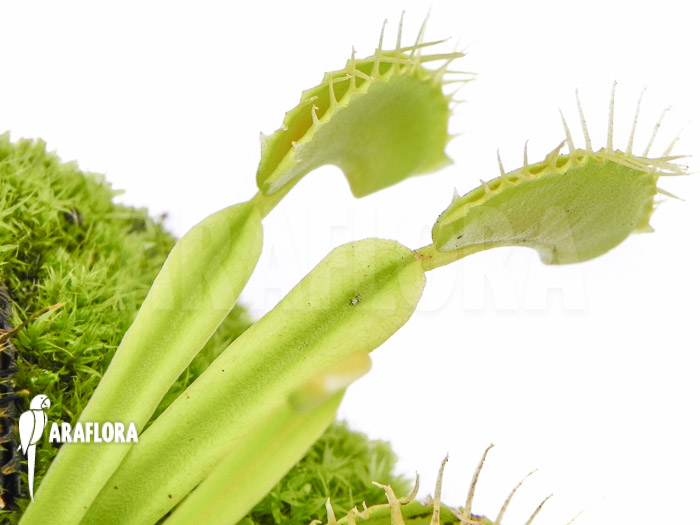 Dionaea muscipula &lsquo;No meat&rsquo;