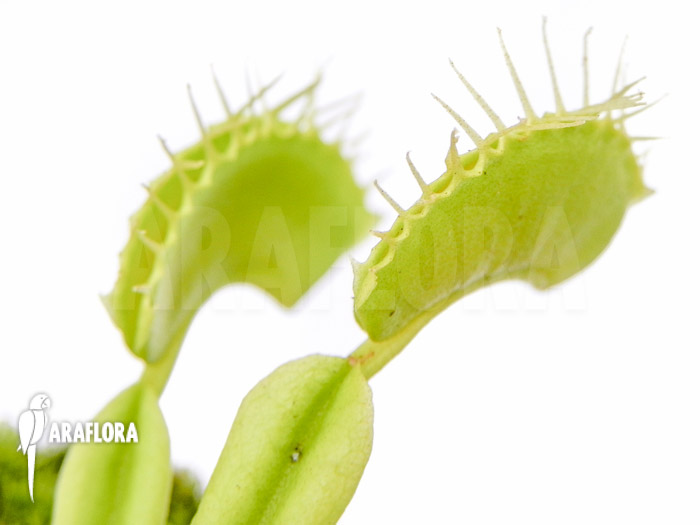 Dionaea muscipula &lsquo;No meat&rsquo;
