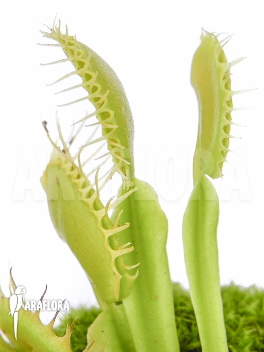 Dionaea muscipula &lsquo;No meat&rsquo;