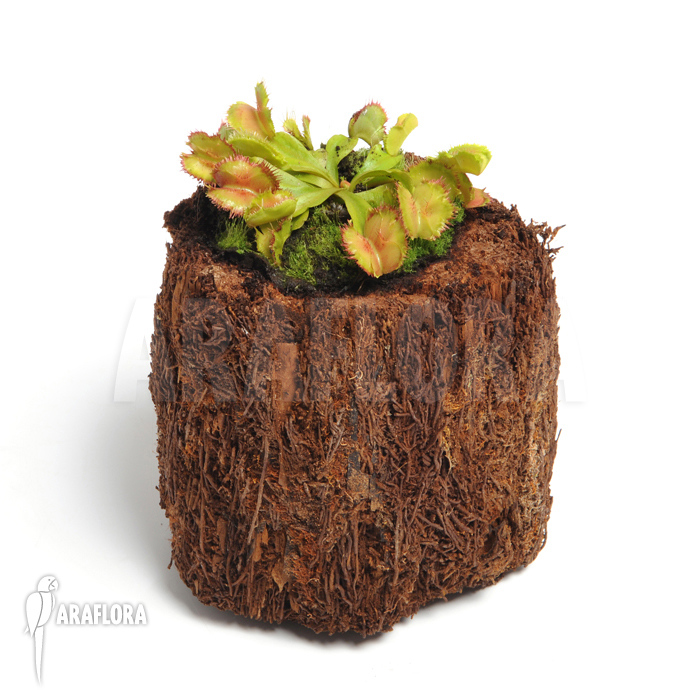 Dionaea muscipula &lsquo;No dentist&rsquo;