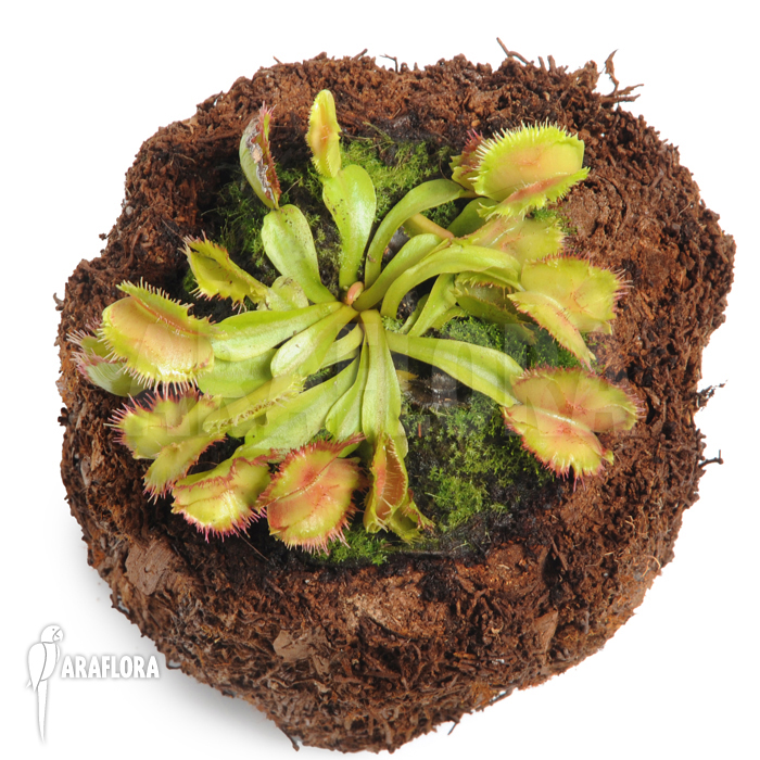 Dionaea muscipula &lsquo;No dentist&rsquo;