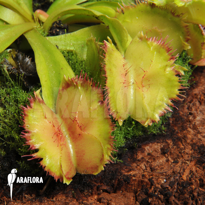 Dionaea muscipula &lsquo;No dentist&rsquo;